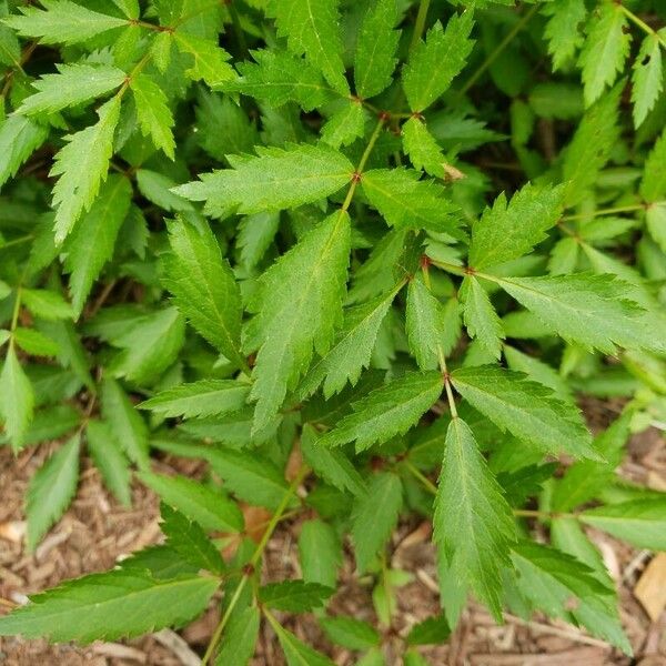 Astilbe japonica Leaf