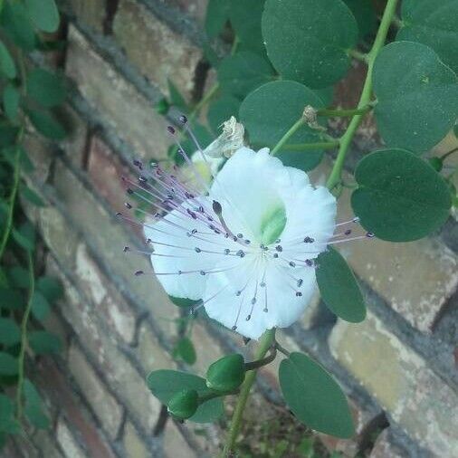 Capparis spinosa Flower