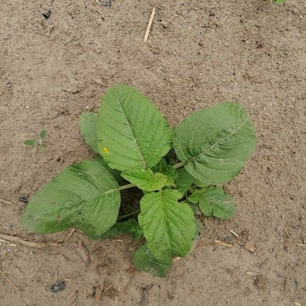 Amaranthus viridis 葉