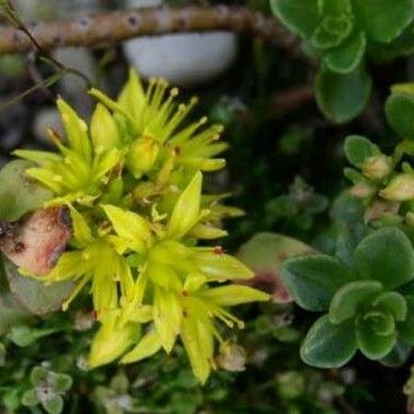 Phedimus hybridus 花