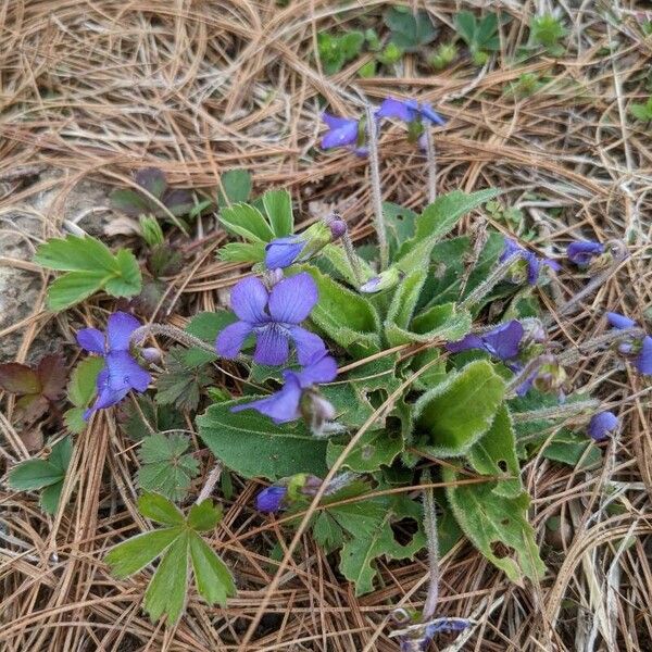 Viola sagittata (Fringed violet)