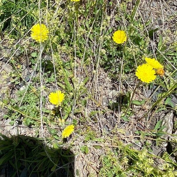 Pilosella lactucella Habit