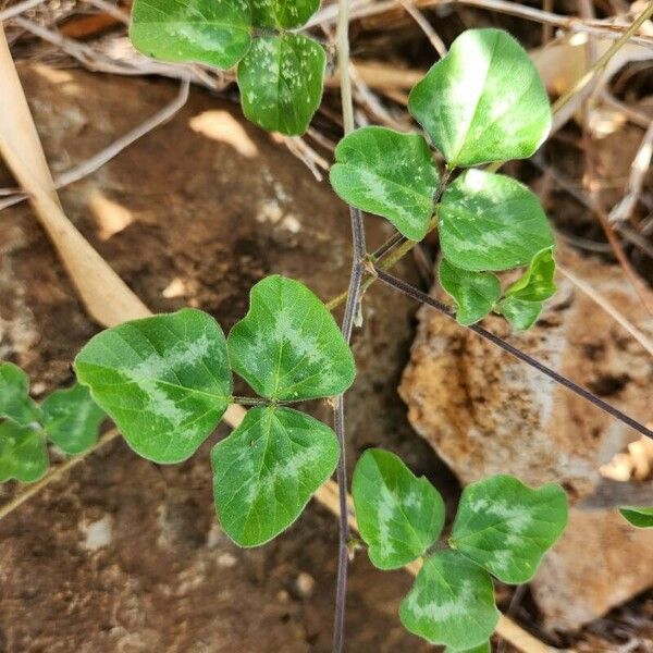 Vigna frutescens برگ