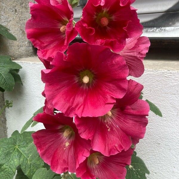 Alcea setosa Flower