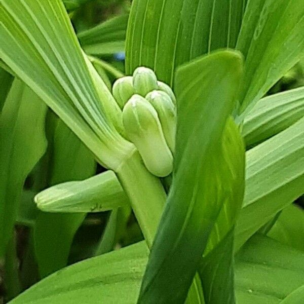 Polygonatum multiflorum പുഷ്പം