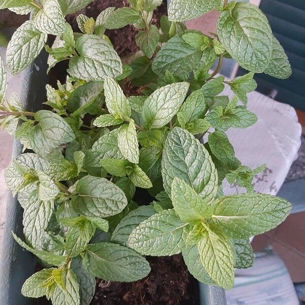 Mentha × piperita ഇല