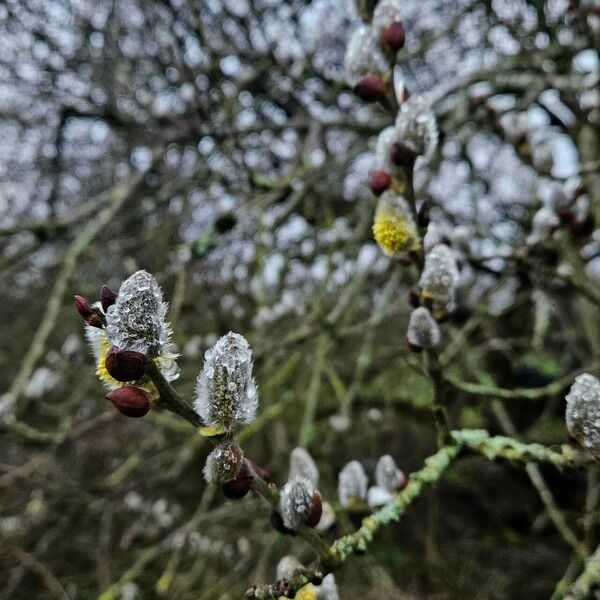 Salix atrocinerea Flor