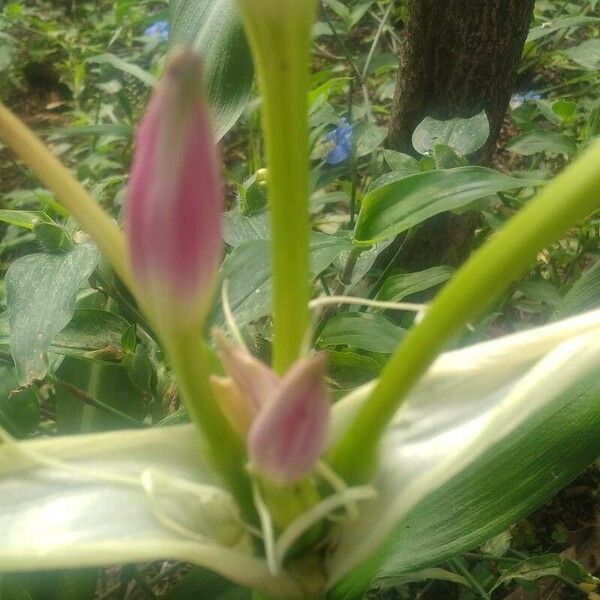 Crinum bulbispermum Квітка