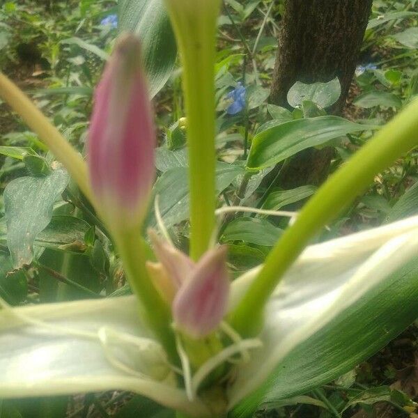 Crinum bulbispermum Цвят