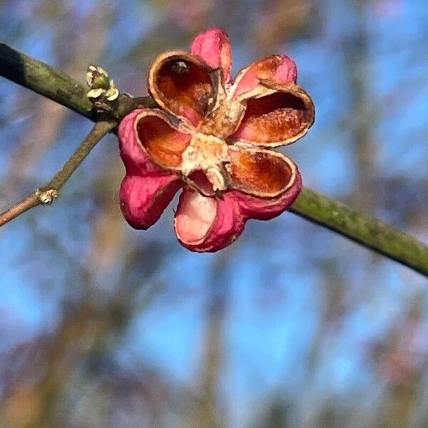 Euonymus europaeus Gyümölcs