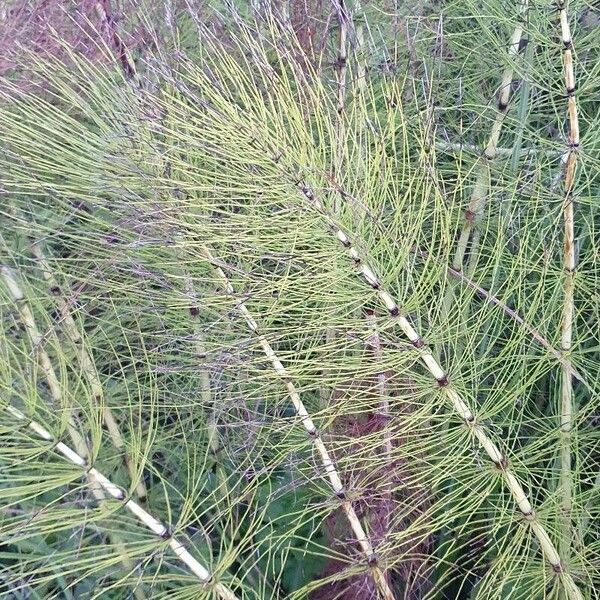 Equisetum telmateia Листок