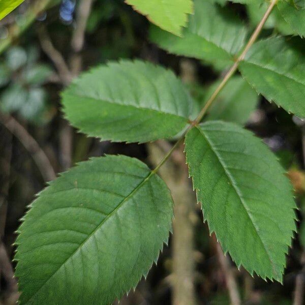 Rosa micrantha Leaf