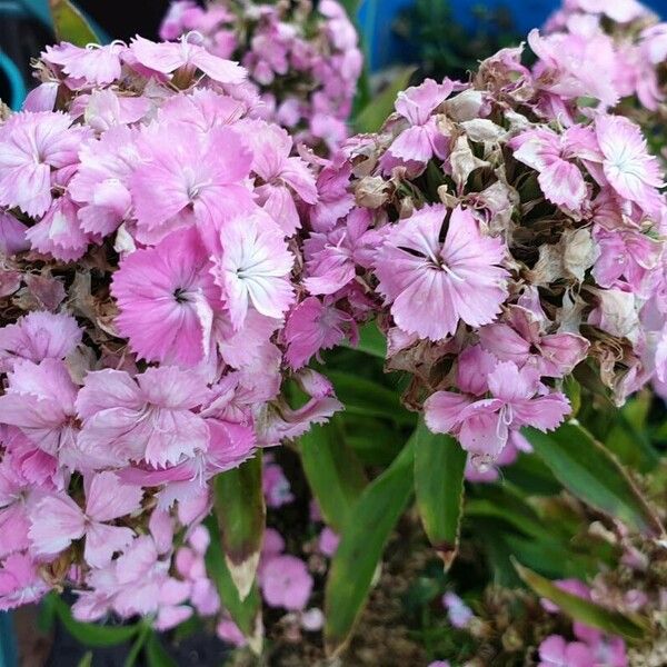 Dianthus barbatus Кветка