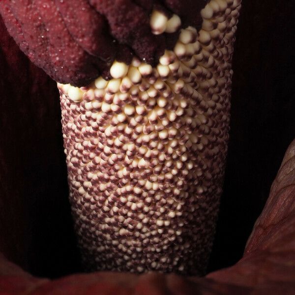 Amorphophallus konjac Flower