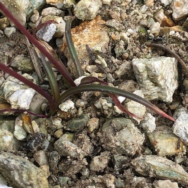 Brimeura fastigiata Leaf