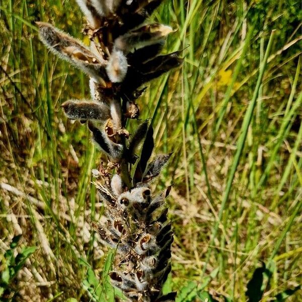 Lupinus polyphyllus Habitus