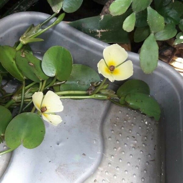 Hydrocleys nymphoides Flower