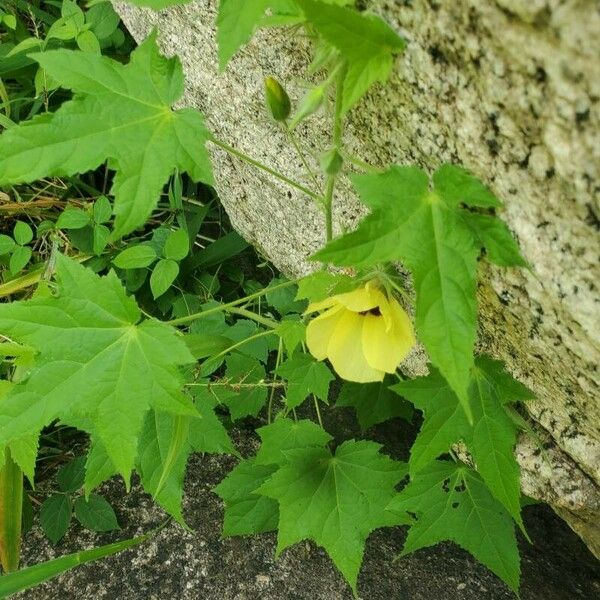 Hibiscus vitifolius Floro