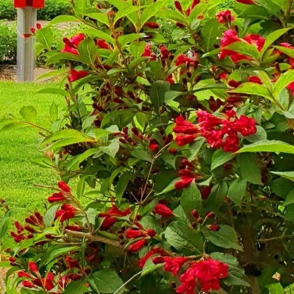 Weigela florida 花