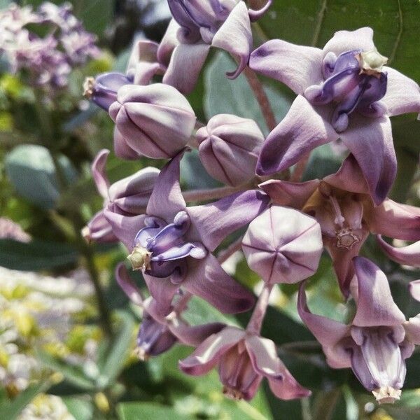 Calotropis gigantea Flor