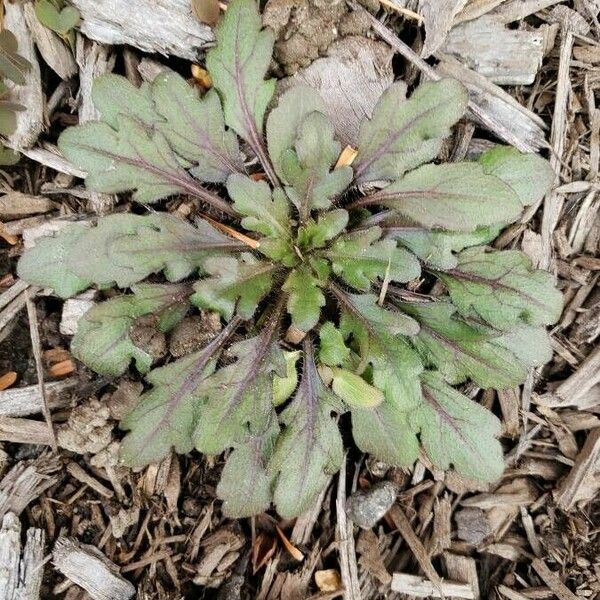 Erigeron canadensis Folio