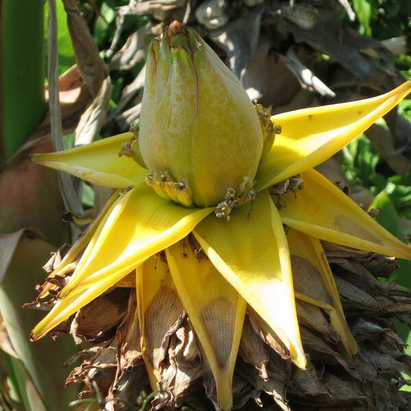 Musella lasiocarpa फूल