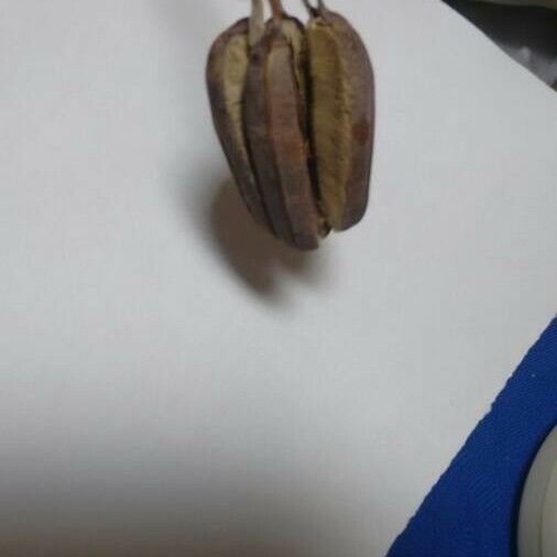 Aristolochia ringens Fruit