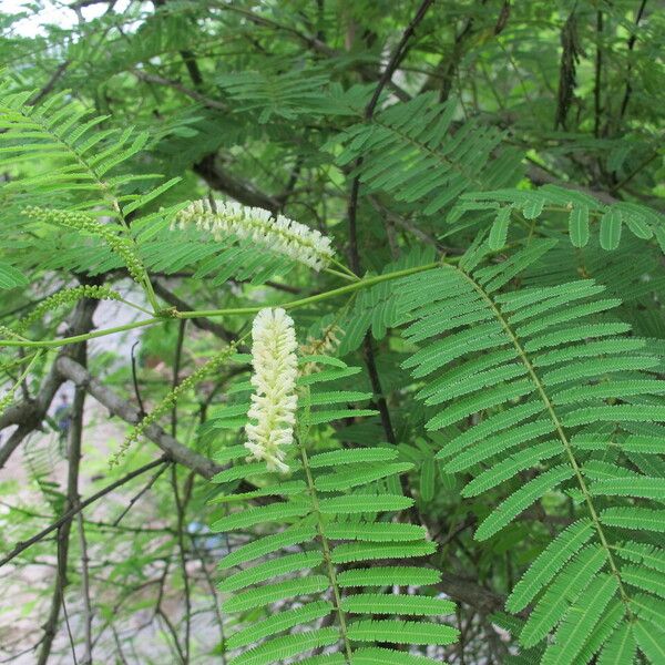 Senegalia catechu Leaf