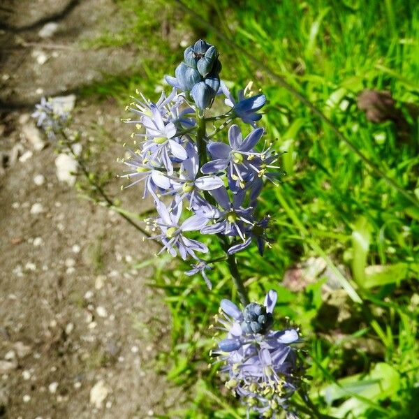 Camassia scilloides Blomst