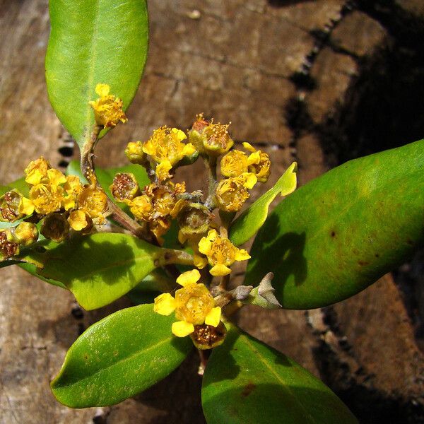 Tristaniopsis vieillardii
