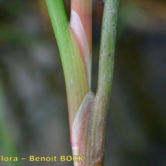 Juncus heterophyllus Kaarna