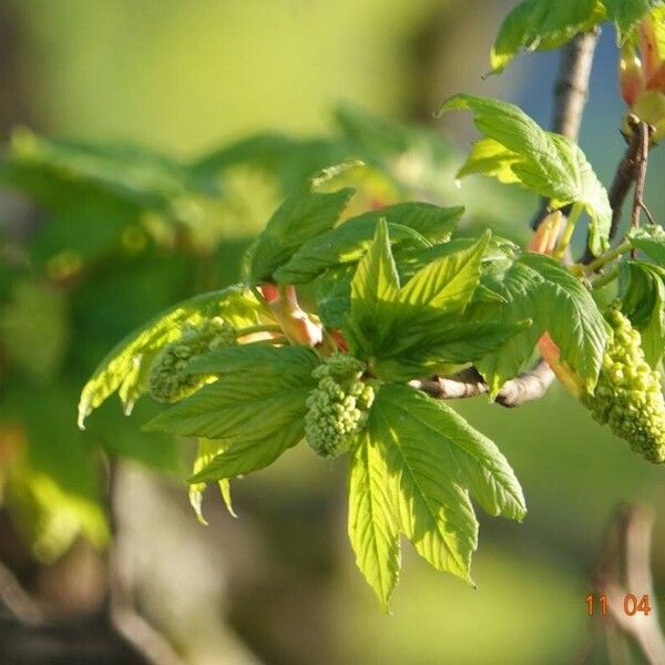 Acer tataricum Blatt