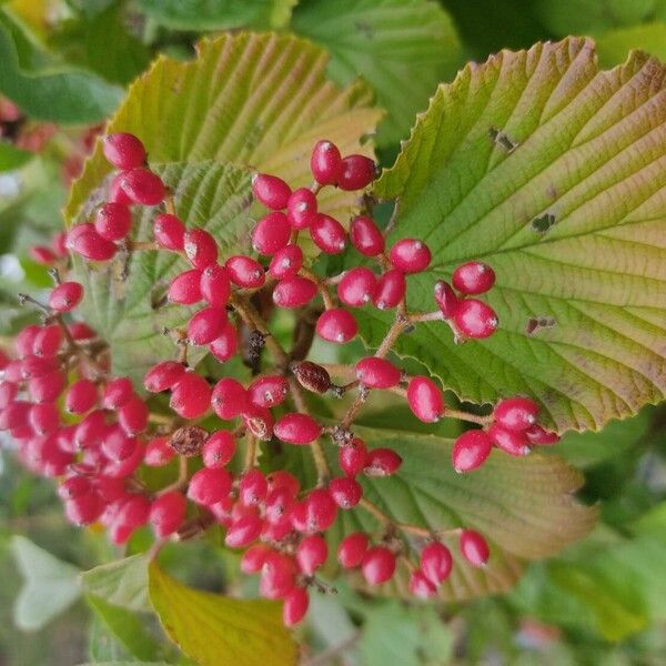 Viburnum dilatatum Frutto