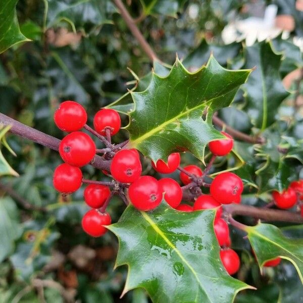 Ilex aquifolium Other