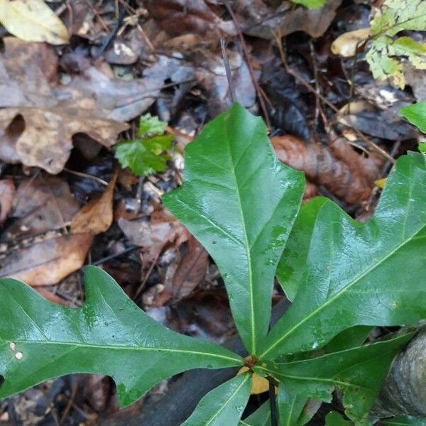 Quercus nigra Blad