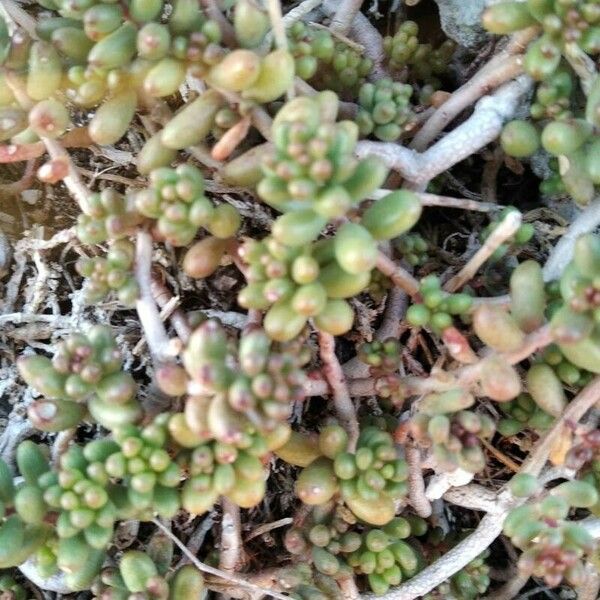 Sedum album برگ