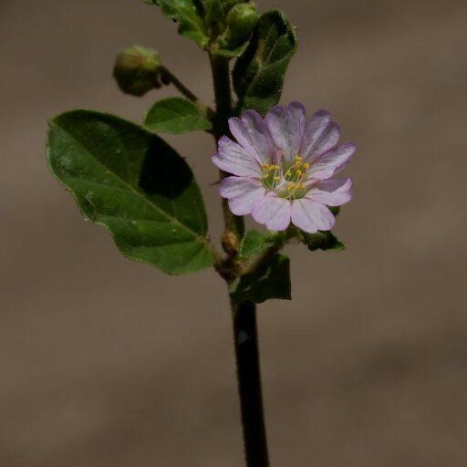 Allionia incarnata Flower