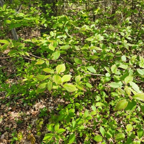 Cornus alternifolia Habit