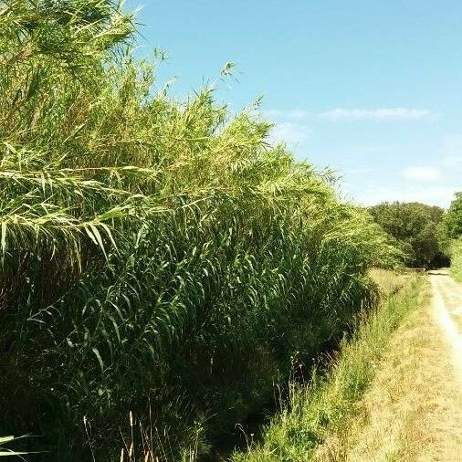 Arundo donax Habit