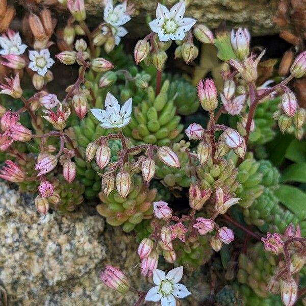 Sedum hirsutum Kukka