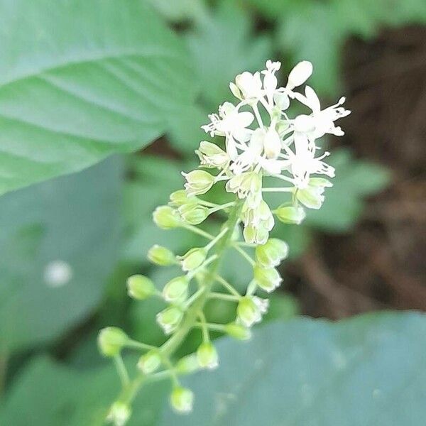 Rivina humilis Blomst