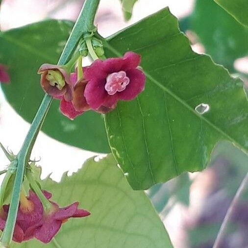 Sauropus androgynus Flower