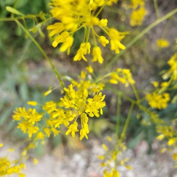 Isatis tinctoria Blodyn