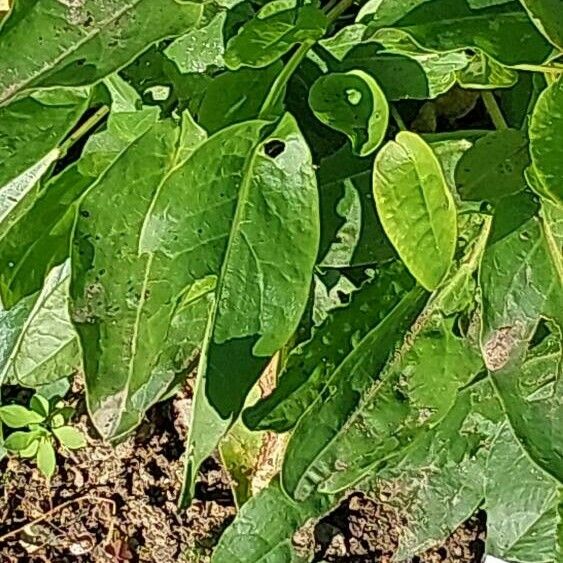 Rumex acetosa Folla