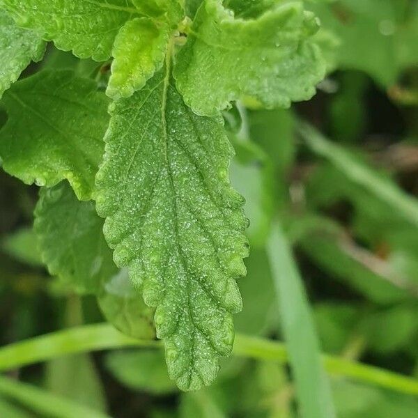 Lippia javanica Liść