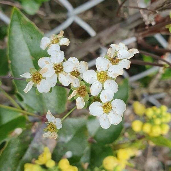 Spiraea hypericifolia 花