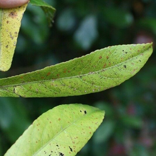 Acalypha integrifolia Leaf