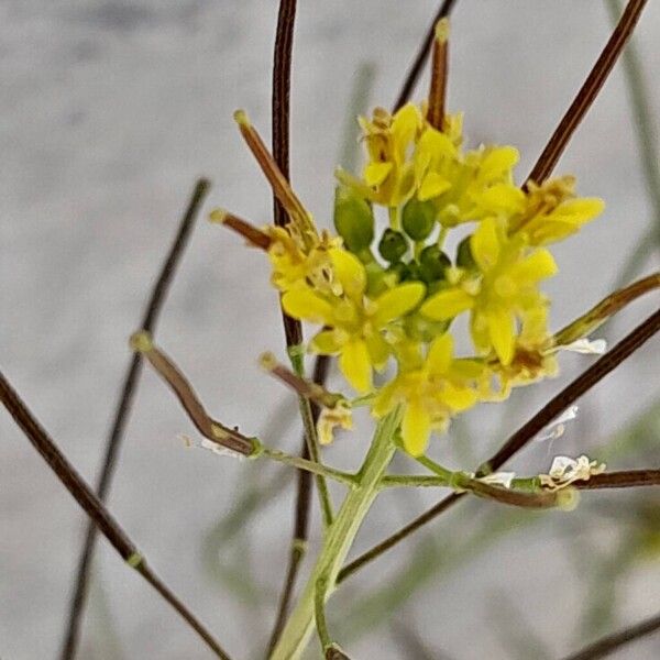 Sisymbrium irio Flower