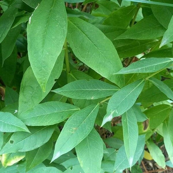 Phlox amplifolia Leaf