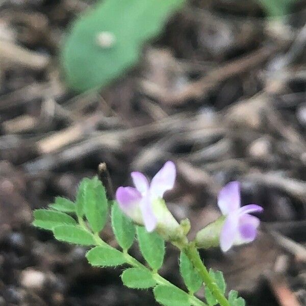 Biserrula pelecinus Blüte